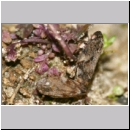 Aphrophora alni - Erlenschaumzikade 08b 8mm Paarung.jpg